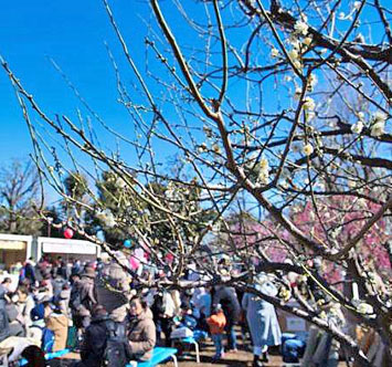 第47回 せたがや梅まつりの画像