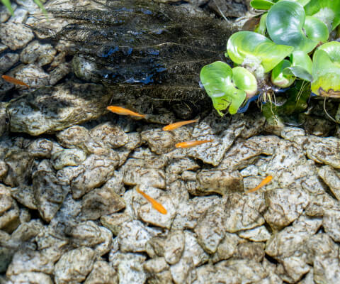 きれいな水に金魚が浮かんでいるイメージ