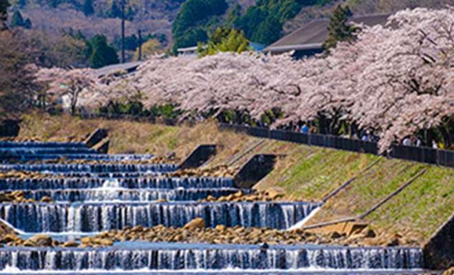 箱根の桜