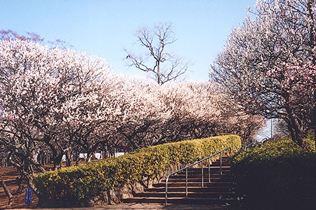 羽根木公園