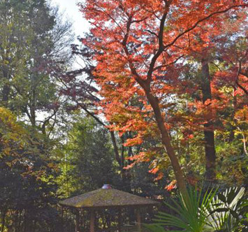 実篤公園の紅葉の画像