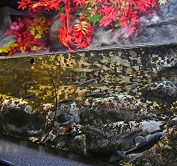 新江ノ島水族館 川魚のジャンプ水槽 ～紅葉～