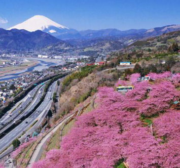 第24回 まつだ桜まつりの画像