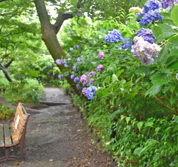 実篤公園のアジサイの画像