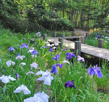 実篤公園のハナショウブの画像