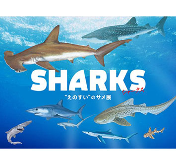 SHARKS“えのすい”のサメ展