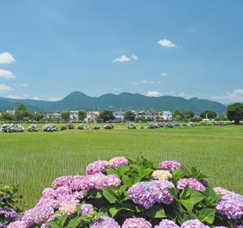 第36回 2023開成町あじさいまつり