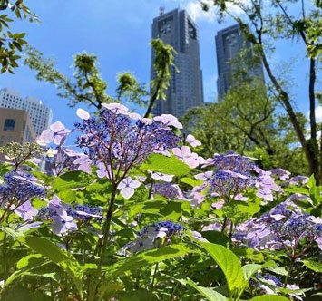 新宿中央公園のアジサイの画像