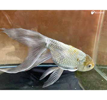 新江ノ島水族館 テーマ水槽「紫陽花金魚」