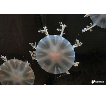 新江ノ島水族館 テーマ水槽「9月は海月月（クラゲヅキ）」の画像