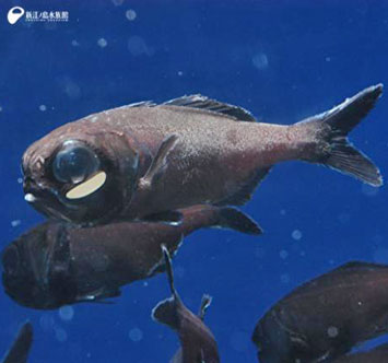 新江ノ島水族館 テーマ水槽「“えのすい”の怪しいHalloween」