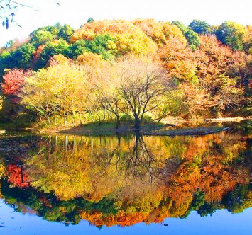 県立座間谷戸山公園の紅葉