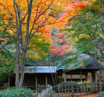 七沢森林公園の紅葉