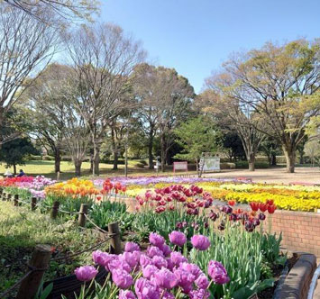 相模原公園みどりの講座 チューリップを学び、春の見どころづくりにチャレンジ！