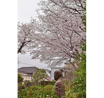 実篤公園の桜