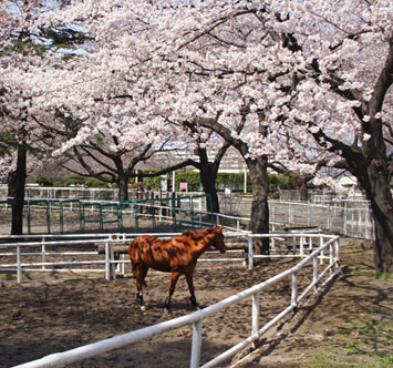 JRA馬事公苑の桜