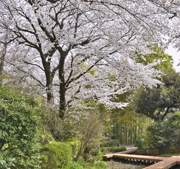 実篤公園の桜