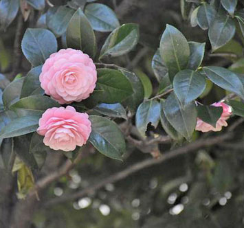 実篤公園の椿の画像