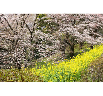 BIOTOPIAの桜