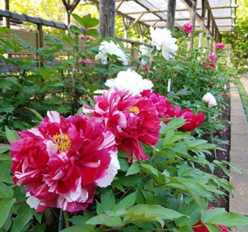 町田薬師池公園四季彩の杜 ぼたん園 ぼたんしゃくやくまつりの画像