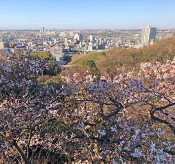 生田緑地の桜