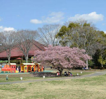 こどもの国の桜