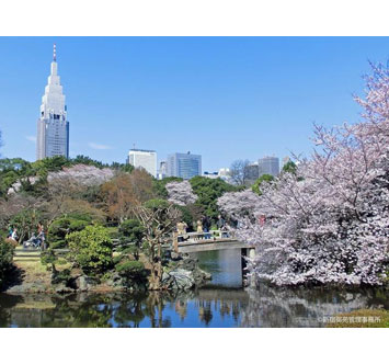新宿御苑の桜（春の特別開園）