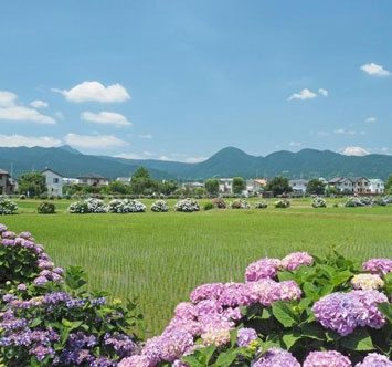 第38回 2025開成町あじさいまつり
