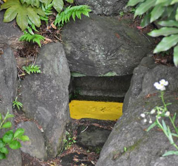 実篤公園の光藻（ヒカリモ）