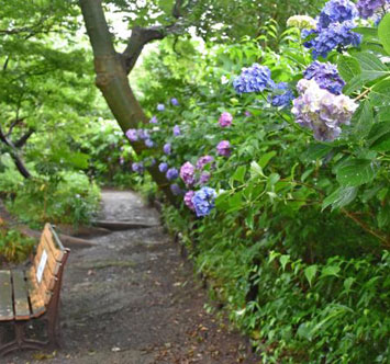 実篤公園のアジサイ