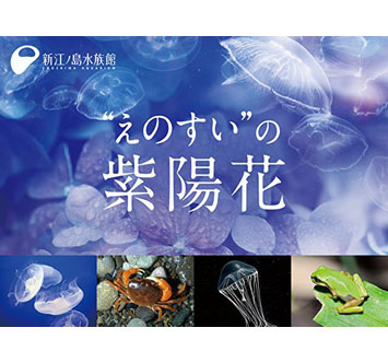 新江ノ島水族館 “えのすい”の紫陽花