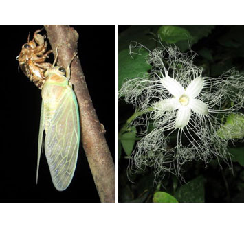 こどもの国 セミの羽化とカラスウリの花かんさつ会