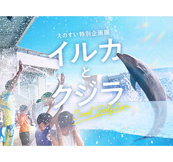 えのすい特別企画展「イルカとクジラ Coool Dolphin」