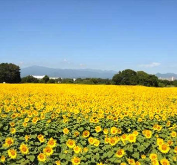 座間市ひまわりまつり