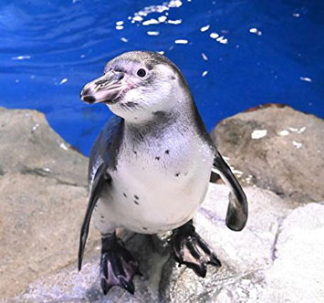 新江ノ島水族館 フンボルトペンギンの愛称募集