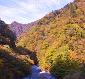 丹沢大山国定公園・県立丹沢大山自然公園の紅葉の画像