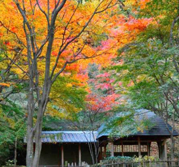 七沢森林公園の紅葉の画像