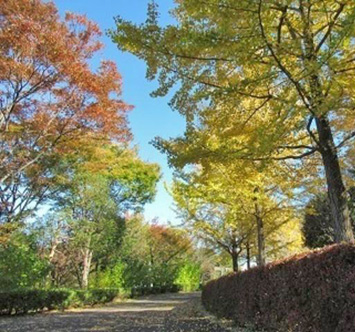 鶴牧西公園の紅葉