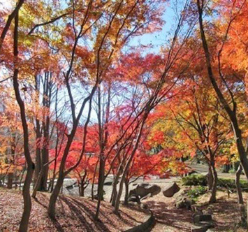 一本杉公園の紅葉