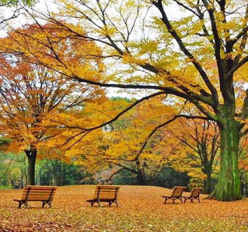 代々木公園の紅葉の画像