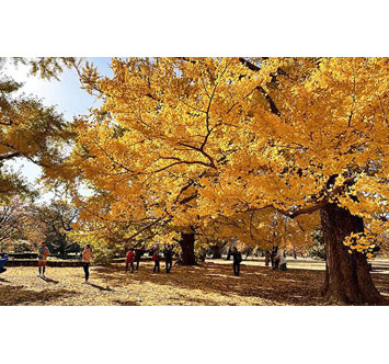 新宿御苑の紅葉