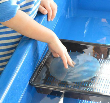 新江ノ島水族館 期間限定! 特別展示生き物タッチの画像