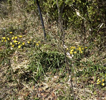 実篤公園の福寿草