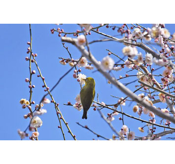 実篤記念館の梅の画像