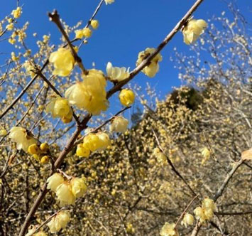 第14回 松田町寄　ロウバイまつり