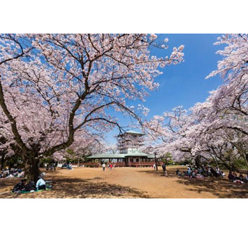 生田緑地の桜の画像