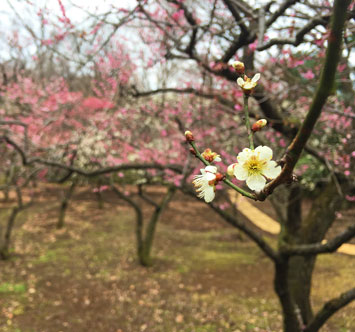 生田緑地の梅の画像