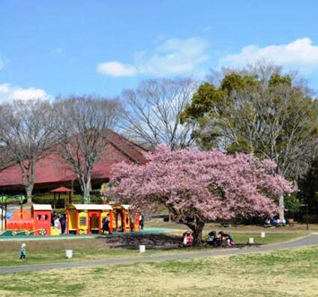 こどもの国の桜
