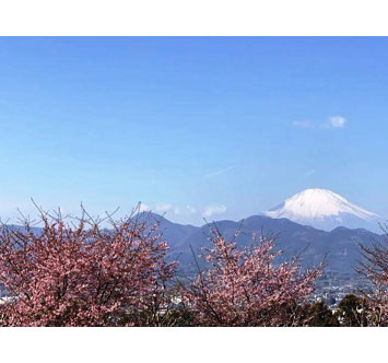 BIOTOPIAの桜の画像