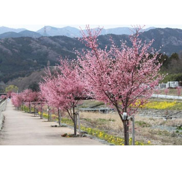 水無川平和橋上流のおかめ桜の画像